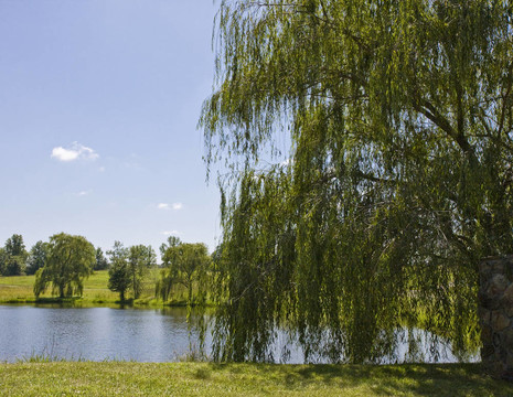 Weeping Willow在湖心島