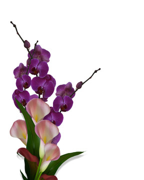 蘭花和Calla Lilies分離