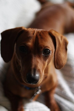 臘腸犬的姿勢(shì)