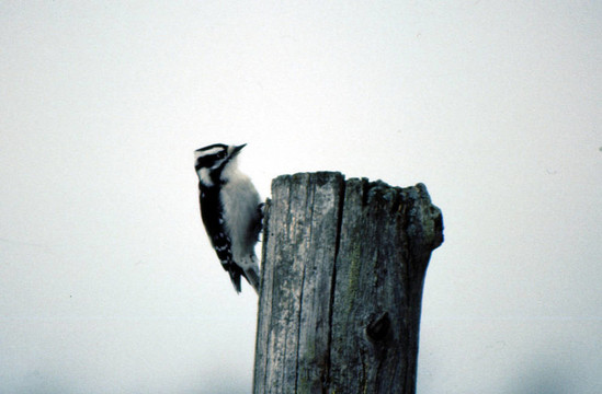Hairy Woodpecker g-1897