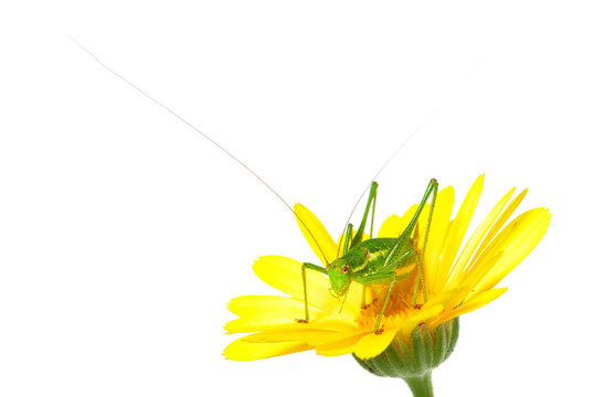 蚱蜢