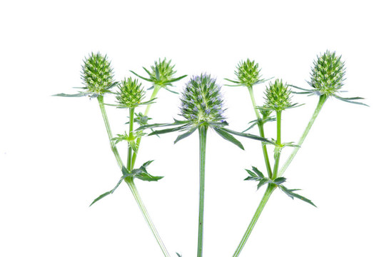 綠色植物