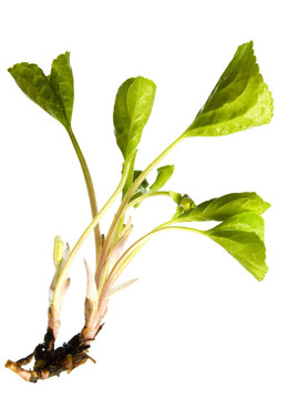 植物中分離