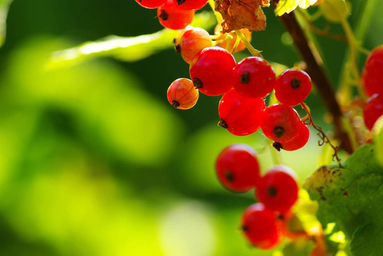紅醋栗