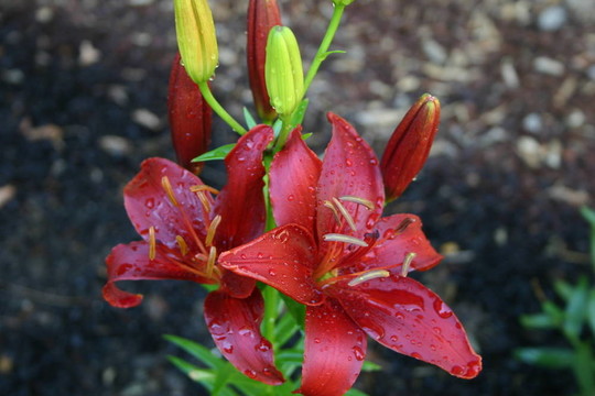 雨中的老虎百合花
