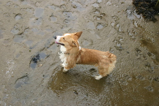 在海灘上的柯基犬
