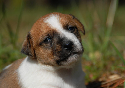 年輕的小狗jack russel梗