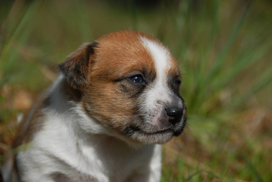 年輕的小狗jack russel梗