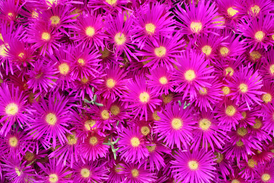 brachycombes
