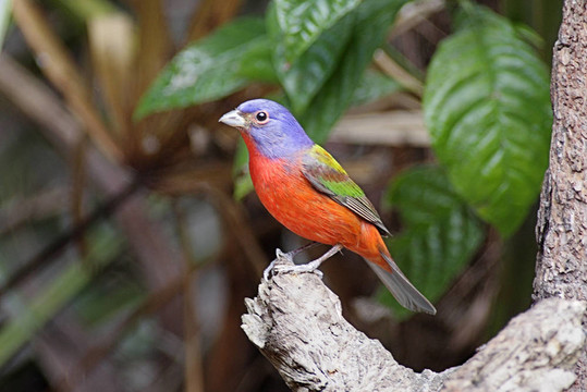 畫(huà)彩旗（Passerina CIRIS）