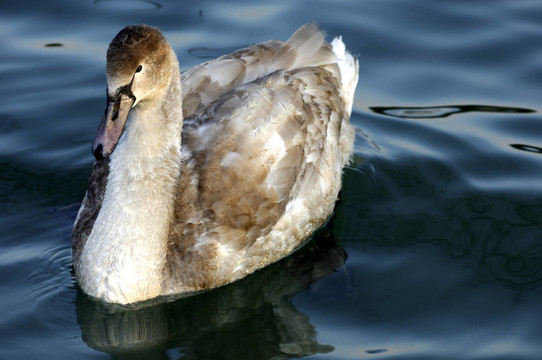 年輕的疣鼻天鵝