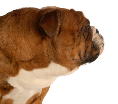 英國斗牛犬