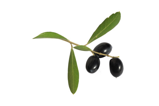橄欖枝