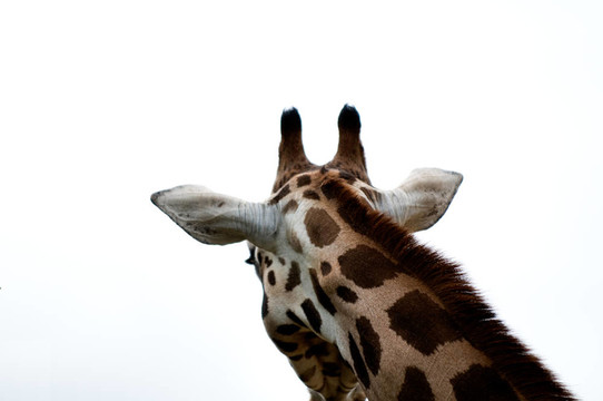 zoo132