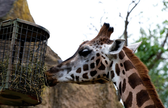 zoo43