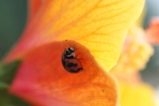 瓢蟲和芙蓉