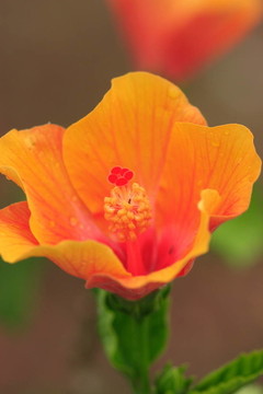 木槿