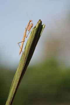 螳螂。