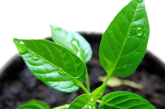植物