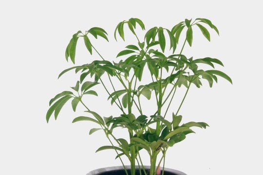 綠色植物