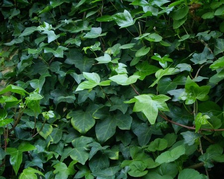 學(xué)院墻