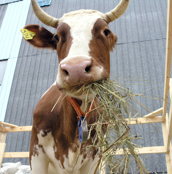 cow2