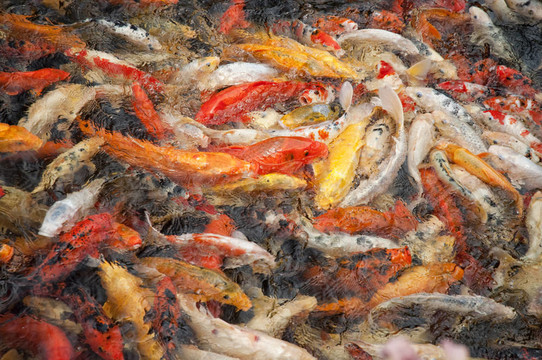 錦鯉魚