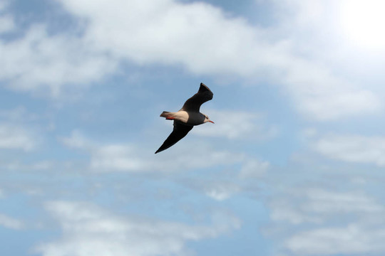 孤獨(dú)的海鳥