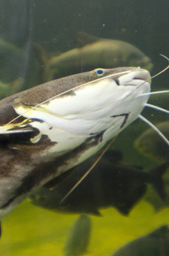 魚