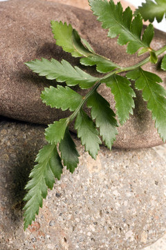 白色背景下的Green Fern