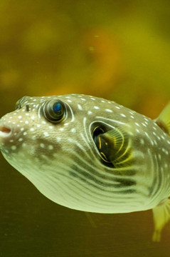 魚