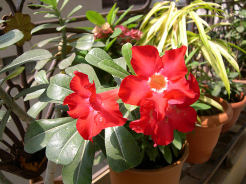 紅色的花名3