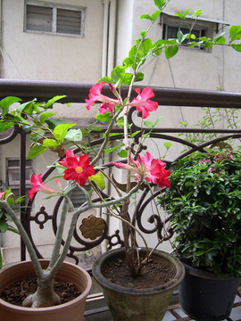 紅色的花名5