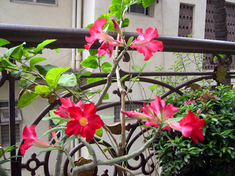 紅色的花名6