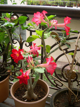 紅色的花名7