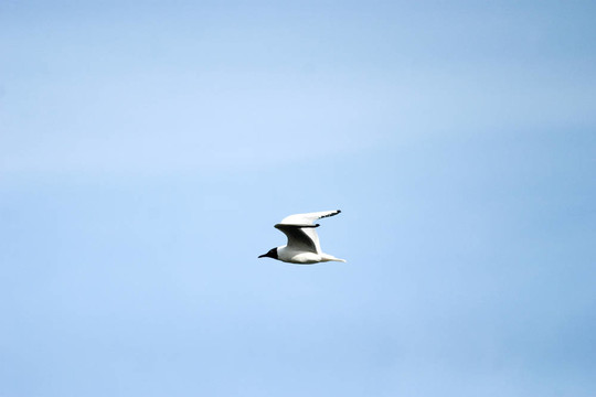 野生鳥類飛行