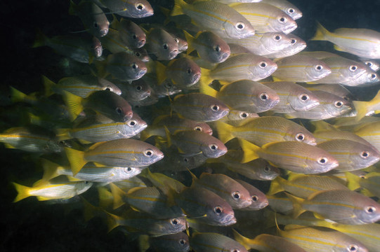 魚