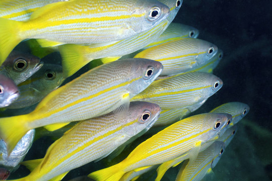 黃色的魚