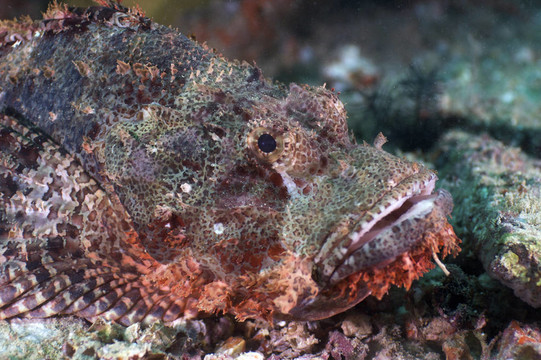 蝎子魚