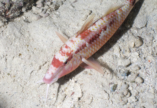 紅色的魚