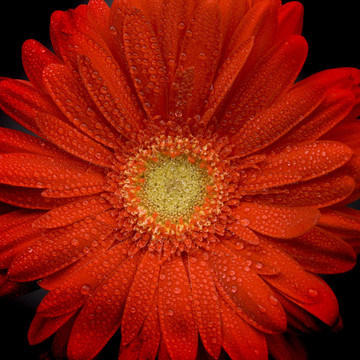 紅太陽