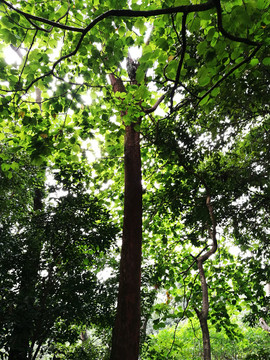 深圳東湖公園綠色森林
