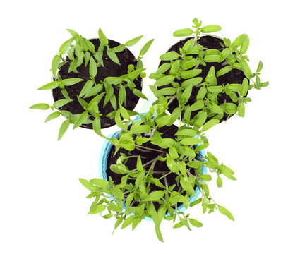 sprouts3