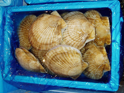 籃子里的海貝殼