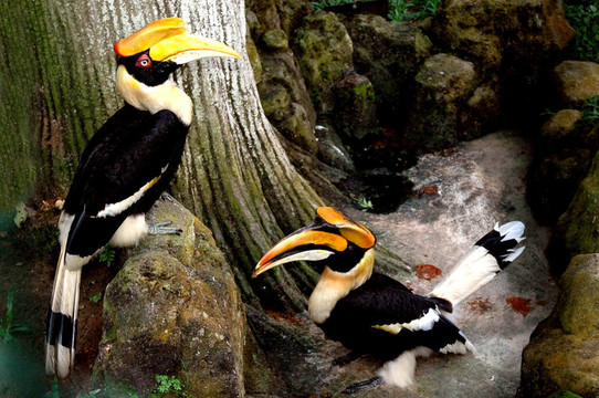 圖坎動物園鳥類