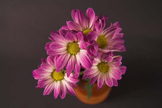 Flowers 002