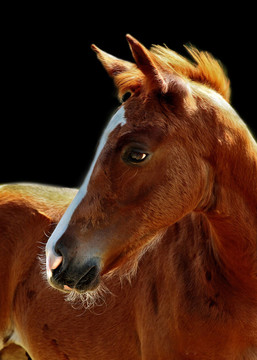 小馬駒