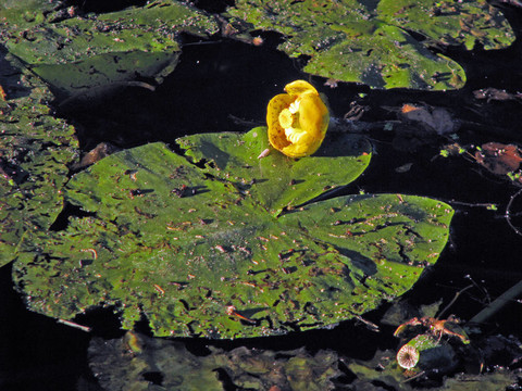 布爾代耶農(nóng)村