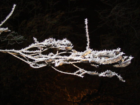 樹枝狀