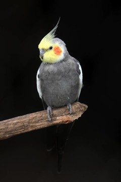 鸚鵡鳥